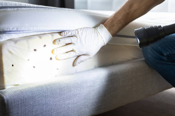 Wasp Removal Services in Inverness Highlands South, FL